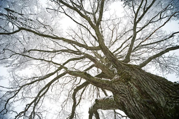 Vecchio albero — Foto Stock