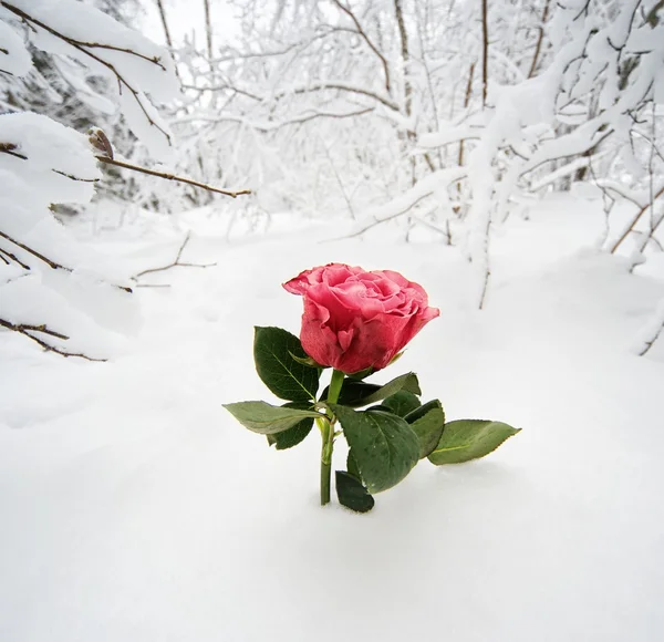 雪の中で美しいバラ — ストック写真