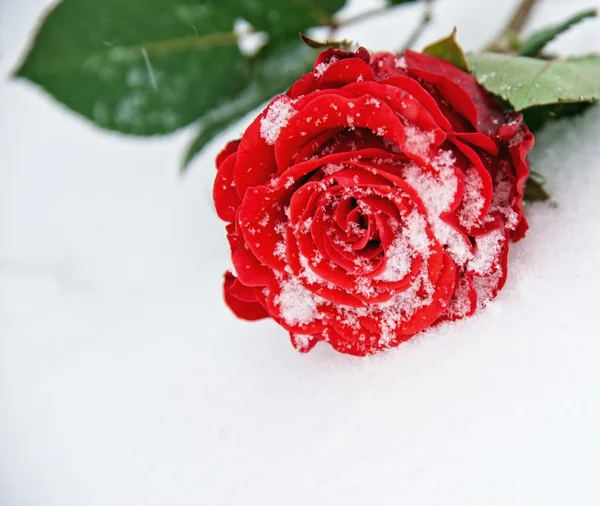 Όμορφο τριαντάφυλλο στο χιόνι — Φωτογραφία Αρχείου