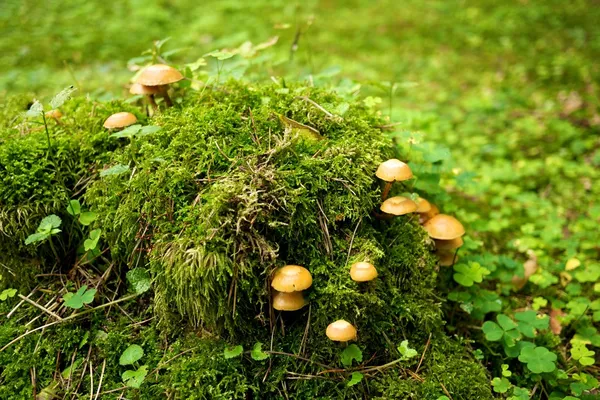 stock image Many mushrooms growing in a forest.