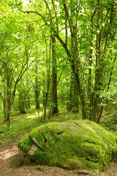 Выросший мохом камень в лесу . — стоковое фото