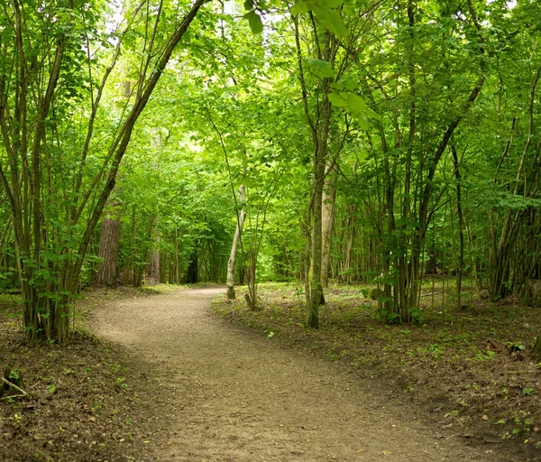 Путь в красивом лесу . — стоковое фото
