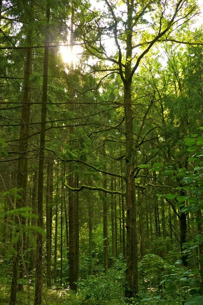 Bela floresta . — Fotografia de Stock