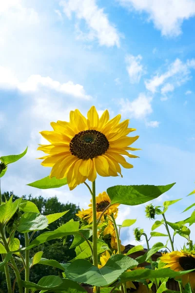 Zonnebloemen tegen de blauwe lucht. — Stockfoto