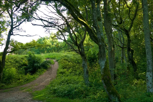 Caminho na floresta — Fotografia de Stock