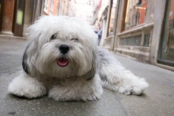 Liten hund liggande på en gata — Stockfoto