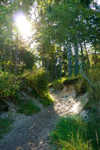 Путь в лесу — стоковое фото