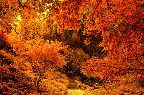 Parque de outono. — Fotografia de Stock