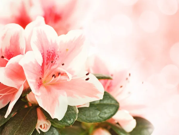 Beautiful fresh flowers — Stock Photo, Image