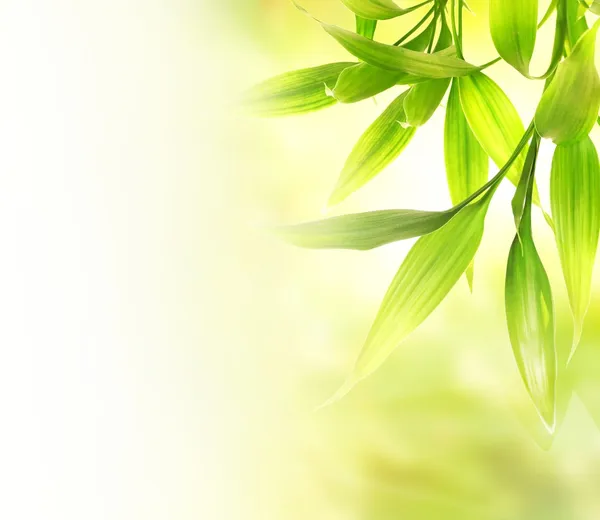Green bamboo leaves over abstract blurred background — Stock Photo, Image