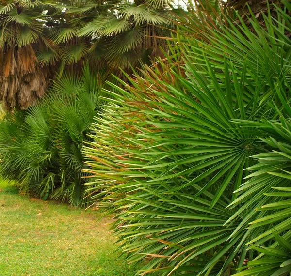 Trópusi növények egy parkban. — Stock Fotó