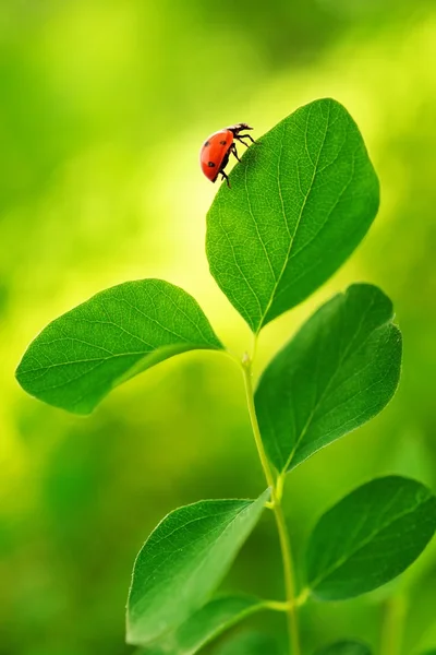 Beruška sedící na zeleném listu. — Stock fotografie