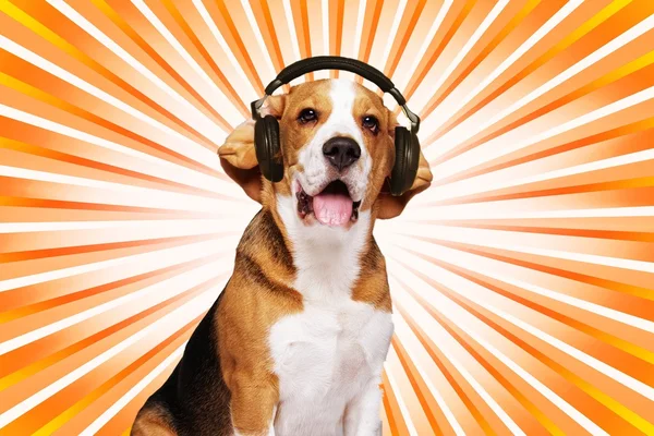 Beagle hond — Stockfoto