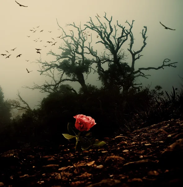 Rote Rose wächst durch Erde gegen gespenstischen Baum — Stockfoto