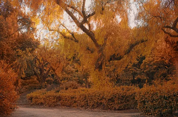 Jesienny park. — Zdjęcie stockowe