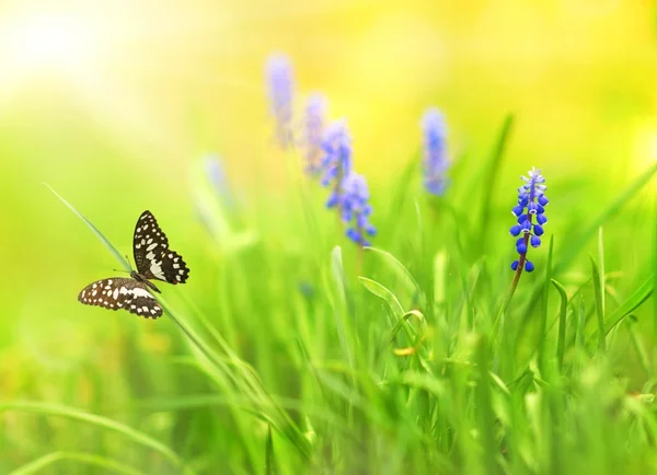 :蝴蝶在草地上 — 图库照片