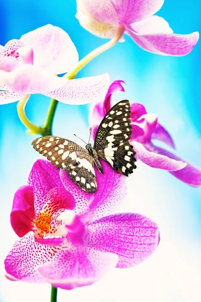 Vacker fjäril sitter på en orkidé — Stockfoto