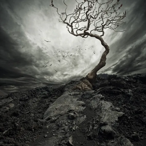 Cielo drammatico sul vecchio albero solitario . Foto Stock Royalty Free