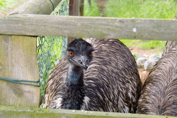 Avestruz emu em um parque — Fotografia de Stock