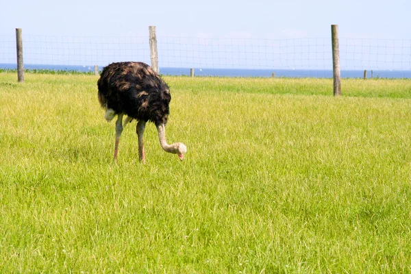 Взрослый страус в парке — стоковое фото