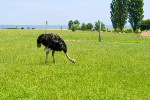 Adult ostrich in a park — Stock Photo, Image