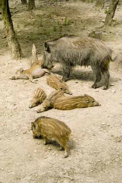 Wild boar with the wild boar's babys — Stock Photo, Image
