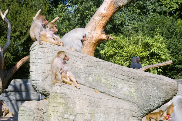 Manada de macacos — Fotografia de Stock