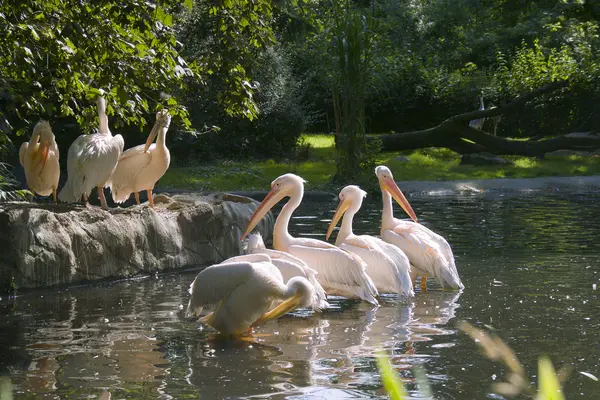 Manada de pelicanos branco-rosa — Fotografia de Stock