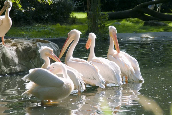 Herd of white-pink pelicans — Stock Photo, Image