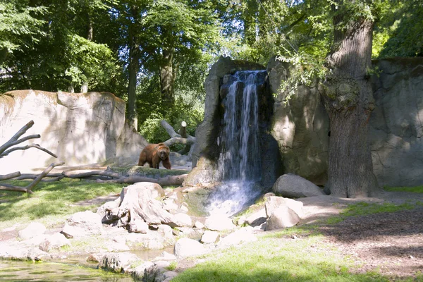 Bruine beer op watervallen — Stockfoto