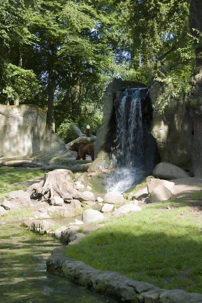 Bruine beer op watervallen — Stockfoto
