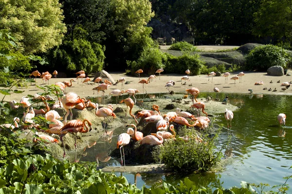 群的粉红色的火烈鸟上水水库 — 图库照片