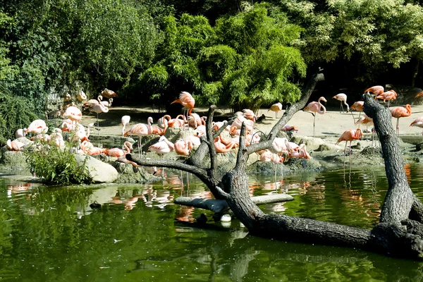 Manada de flamingos cor-de-rosa num reservatório de água — Fotografia de Stock