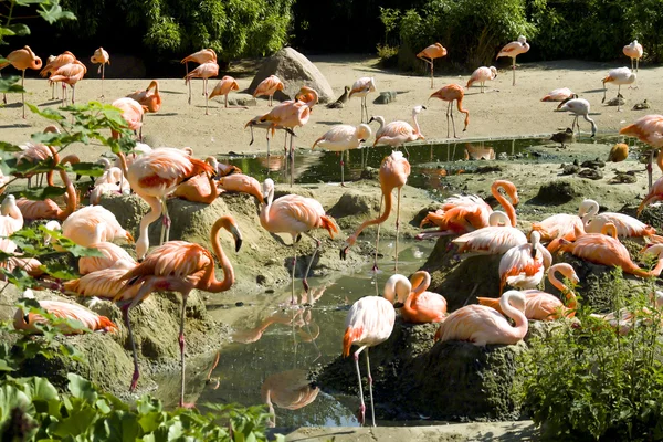 Manada de flamingos cor-de-rosa num reservatório de água — Fotografia de Stock