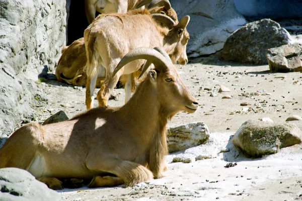 stock image Mountain goat with horns