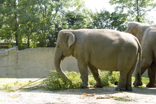 Słoń zjada gałęzi drzewa — Zdjęcie stockowe