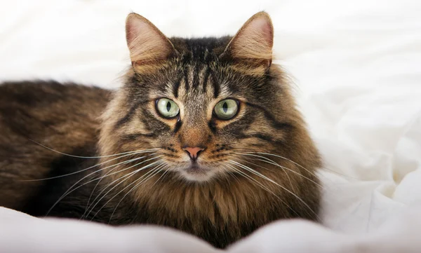 美しい猫のイメージ — ストック写真