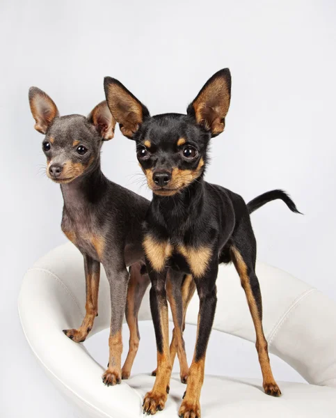 Bild av små söta hundar — Stockfoto