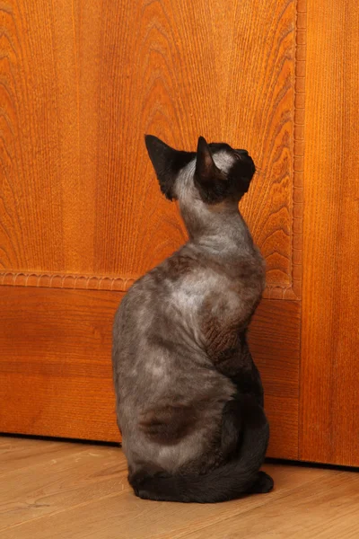 Devon-Rex Cat nær døren - Stock-foto