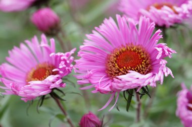 Close-up of pink perennial aster clipart