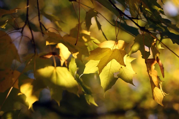 stock image Autumn leaves of maple tree glowing in sunlight