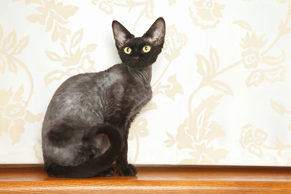 Devon Rex gatto — Foto Stock