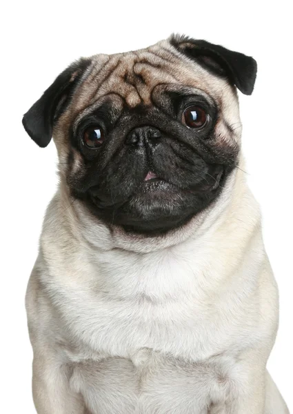 Pug dog portret — Stockfoto