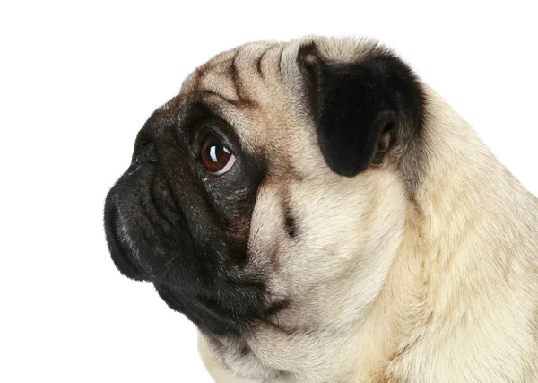 Pug köpek profili — Stok fotoğraf