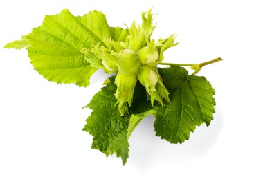 fındık