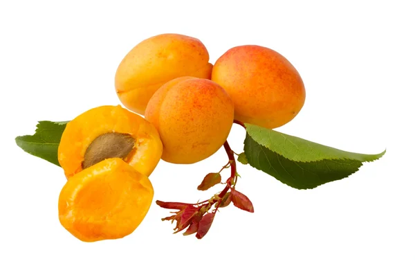 Frutos de damasco — Fotografia de Stock