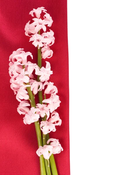Pembe sümbül çiçeği — Stok fotoğraf