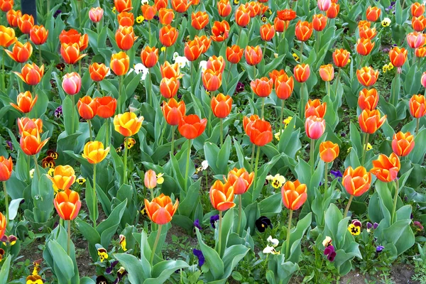 Beau champ de tulipes rouges au printemps — Photo