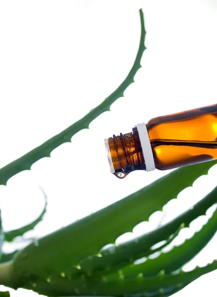 Garrafa de óleo essencial de aloe vera com planta fresca - trea de beleza — Fotografia de Stock