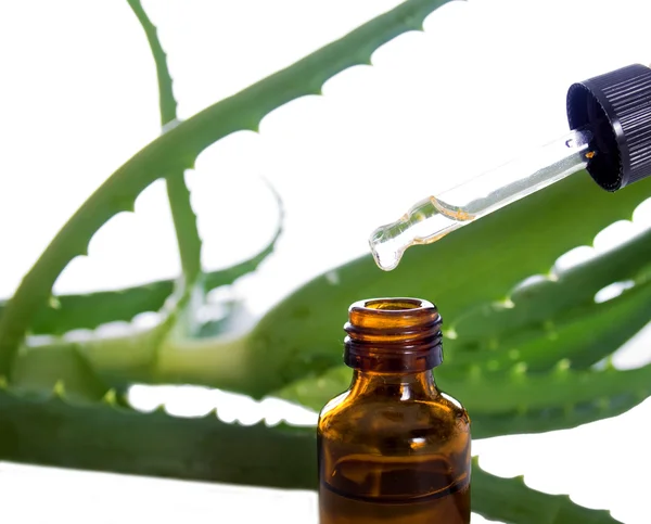Botella de aceite esencial con planta - tratamiento de belleza —  Fotos de Stock
